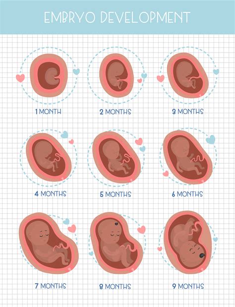 The stages of AwesomeKates first pregnancy : r/beforevsafter